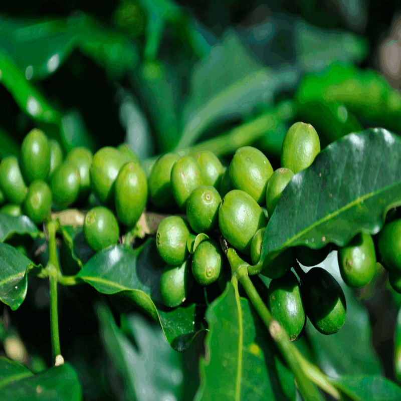 RXB Green Coffee x 2 - Cápsulas adelgazantes